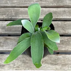 ビカクシダ・ビーチー　苔玉仕立て　※メルカリ便発送　【大株、一点物】 希少‼︎②ビカクシダ◎コウモリラン◎苔玉◎ビーチー - メルカリ