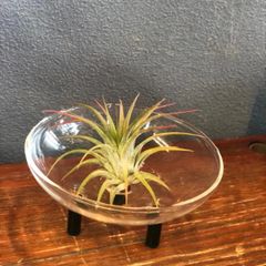 モスボールトレイ5G  苔玉用　エアプランツ用　植物用　小物置き