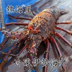 【活〆冷凍伊勢海老】 イセエビ いせえび 少し訳あり お刺身OK 2尾 （1尾約300g〜350g）