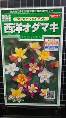 西洋 オダマキ マツカナ ジャイアント 種 郵便 ３袋セット おだまき