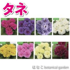 【花のタネ】プリムラ・アコーリス・ペチコートミックス（約30粒）