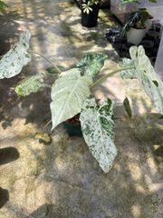 アロカシア・オドラ・バリエガータ　稀少　観葉植物　インテリア　グリーン　屋内　インドア　リビング　ショップ