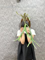 ▽P.willinckii Wild East Java▽ C5 ウィリンキー　ワイルド　ジャワ【PLANET】ビカクシダ