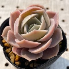 ブルーサプライズ　多肉植物　エケベリア