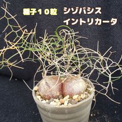 種子１０粒 ドリミア(シゾバシス) イントリカータ ケープバルブ 多肉植物
