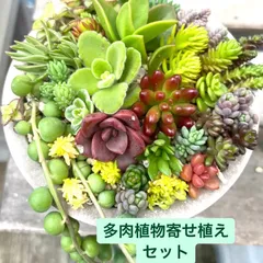 2024年最新】多肉植物 寄せ植え そのまま飾れるの人気アイテム - メルカリ