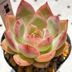 チェリーブロッサム　多肉植物　エケベリア　韓国苗