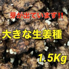 大きな生姜種‼️芽が出ています1.5キロ‼️