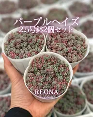 調整中 多肉植物 2個セット ちまちま 寄せ植え 抜き苗 パープルヘイズ ❤ 調整中 多肉植物 2個セット ちまちま 寄せ植え 抜き苗 パープルヘイズ