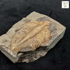 2025年最新】化石 三葉虫の人気アイテム - メルカリ