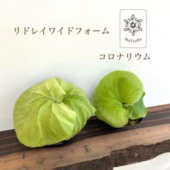 ビカクシダ 胞子培養 ポット苗 【セット品】