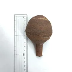 スズメバチの巣　初期　とっくり型　蜂の巣のサムネイル