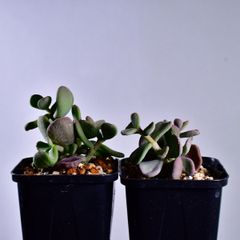 3O2 実生 2株 ケラリア ピグマエア コーデックス 塊根植物 ケラリアピグマエア