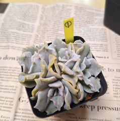 ☆クリスペートビューティー①♪多肉植物