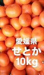 愛媛県産　せとか　柑橘　　10kg