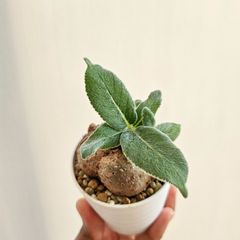 ⑤《Sinningia Leucotricha》シンニギア・レウコトリカ 断崖の女王 塊根植物 コーデックス