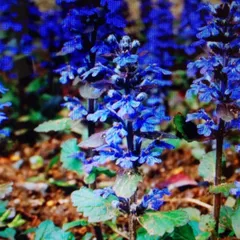 みーやん様専用アジュガ苗　（宿根草、植えどき、８株）