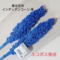 東北花材 インディアンコーン 海 新品1束