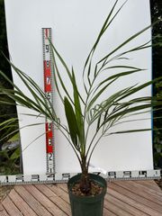 ココスヤシ 6号