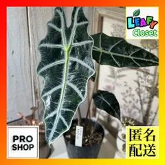 2025年最新】アロカシア 観葉植物の人気アイテム - メルカリ 2025年最新】アロカシア 観葉植物の人気アイテム - メルカリ