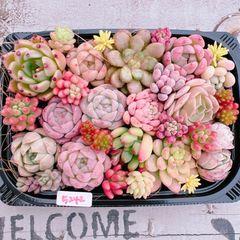 多肉植物 寄せ植えset♡5242