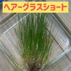 【無農薬】ヘアーグラスショート