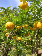 木なり完熟甘夏ミカン約4.5～5キロのサムネイル