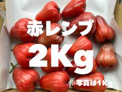 ※希少果物 〈赤レンブ〉2Kg(20個前後)