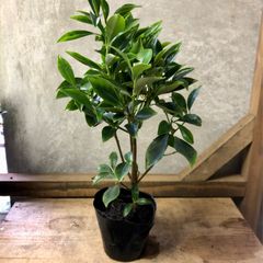 植木庭木 樒 しきみ