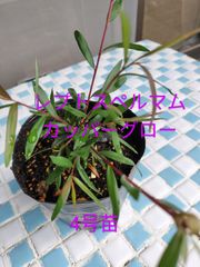 レプトスペルマム　カッパーグロー　4号苗　金子香草園　ガーデニング　寄せ植え　オーストラリアンプランツ