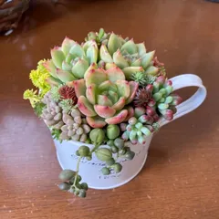 多肉植物寄せ植えそのまま飾れる　可愛いポット　おうちプレゼント