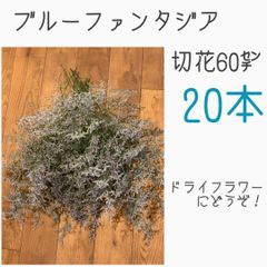 切花　スターチス　ブルーファンタジア　20本　長いものは60㌢にカットして発送！　　★ドライフラワーになりますので、スワッグやリースの花材に重宝します！