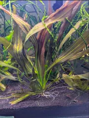 特大 壺 楽天市場】送料無料 わけあり セキレイの壺 アウトレット 蓋付き