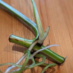 sorari - メルカリShops