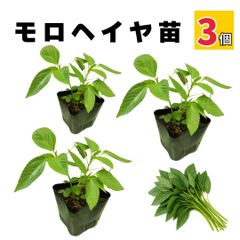 モロヘイヤ 苗 夏野菜 販売 家庭菜園 病気に強い 農場直送 10.5cmポット (3個)