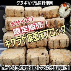 カブトムシ幼虫の栄養強化に抜群！マットに埋めるだけでモリモリ食べます！キクラゲ菌床ブロック【6個セット】クヌギ100%原料使用　クワガタの産卵にも
