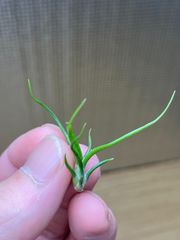【ネコポス】チランジア ブルボーサ ミニブラジル tillandsia  bulbosa 'Mini Brazil' 　キンクマ農園☆T0106