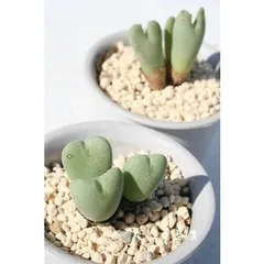 星姫 2頭 コノフィツム 2寸ポット 中型タビ型 昼咲き種 オレンジ花 メセン科 根付苗 アフリカ原産 多肉植物 多肉永遠