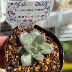 正式的 多肉植物コキリノさん苗 夏紅葉 札なし Romeox中里リンゼアナ その他多肉植物