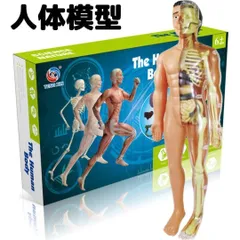 2024年最新】人体解剖模型の人気アイテム - メルカリ
