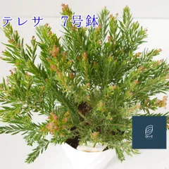 ミモザアカシアテレサ テラコッタ鉢植え www.poltekkes-bsi.ac.id