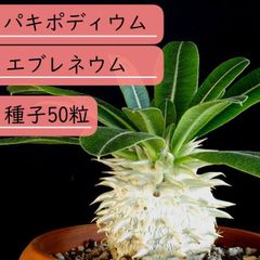 【種子】パキポディウム・エブレネウム　種子50粒