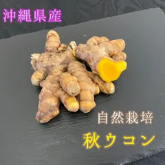 愛用 沖縄県産 自然栽培 生紫ウコン5kg 無くなり次第終了 野菜
