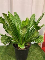 アスプレニウム コブラ A3 現物販売 プラ8号 室内 インテリア 観葉植物