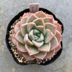 多肉植物 カット苗 エケベリア ピンクスポット 発根済