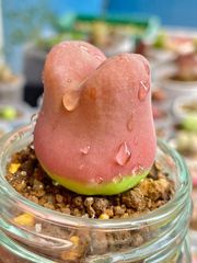 コノフィツム マウガニー 3cm 水蜜桃 蟠桃 多肉植物　超元気大苗 メルカリ便