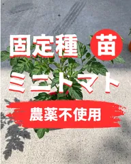 固定種ミニトマトの苗4本　ステラトマト農薬不使用