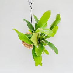 【368NS】【第4種郵便発送商品】ビカクシダ（コウモリラン）ネザーランドの苔玉　Sサイズ