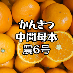 希少柑橘　農６号　小玉約5kg