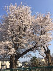 未開封 BE@RBRICK ベアブリック 2016 Xmas クリスマス ステンド